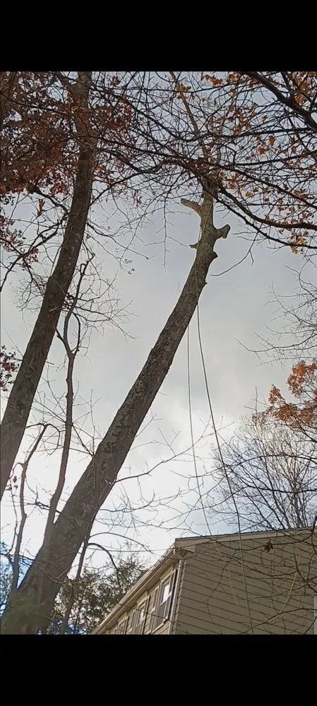 Trusted lawn care service experts serving Lynn, MA - JD Pruning Tree Service & Landscaping