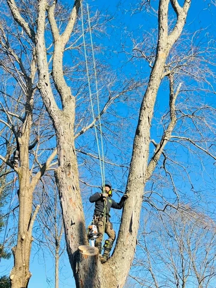 Trusted lawn care service in Lynn, MA by JD Pruning Tree Service & Landscaping