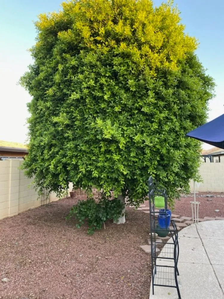 Custom lawn care service in Phoenix, AZ by JD Valley Landscaping