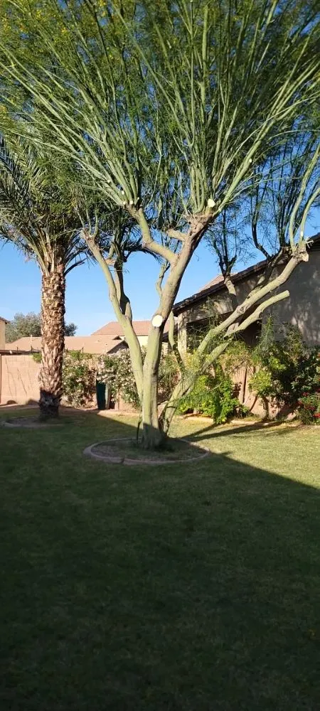 Custom garden landscaping in Phoenix, AZ - JD Valley Landscaping