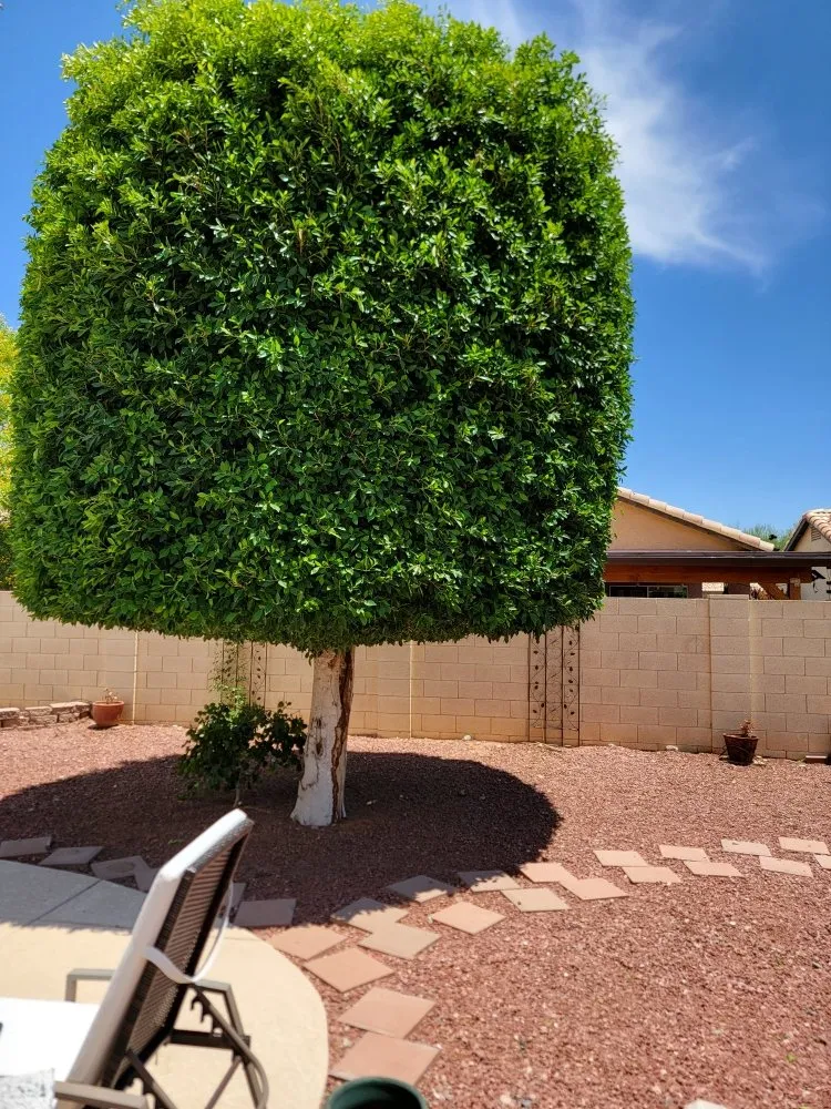 Reliable lawn mowing service in Phoenix, AZ - JD Valley Landscaping