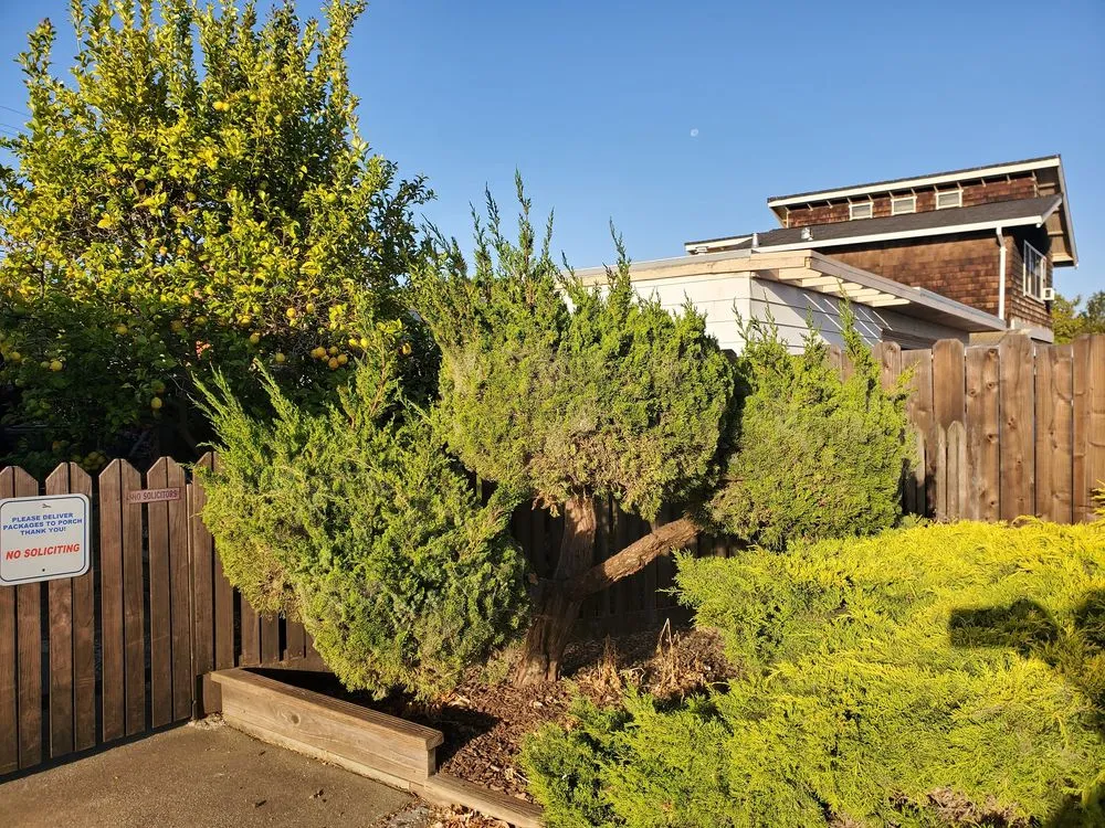 Affordable landscaping services experts serving Redwood City, CA - JDH Garden Services