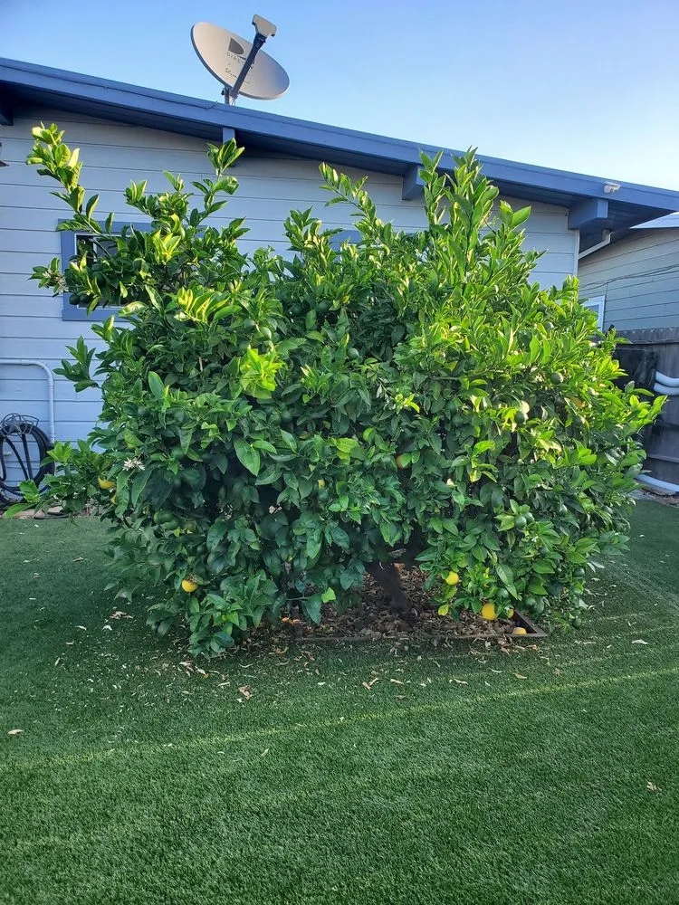 Trusted lawn mowing service experts serving Redwood City, CA - JDH Garden Services