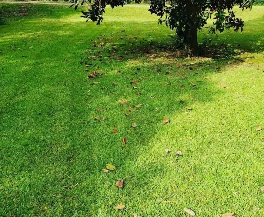Reliable lawn mowing service near you across Hornbeck, LA - JDH Lawn Care
