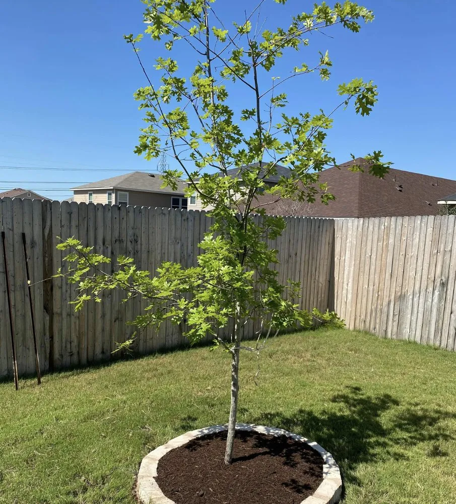 Expert landscape installation for year-round maintenance in San Antonio, TX by JDJ Landscaping