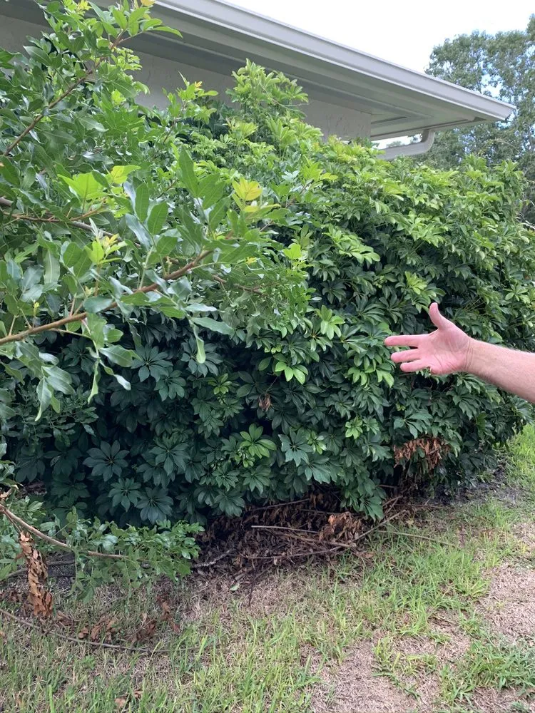 Local yard maintenance in Port Richey, FL by JDM Landscaping