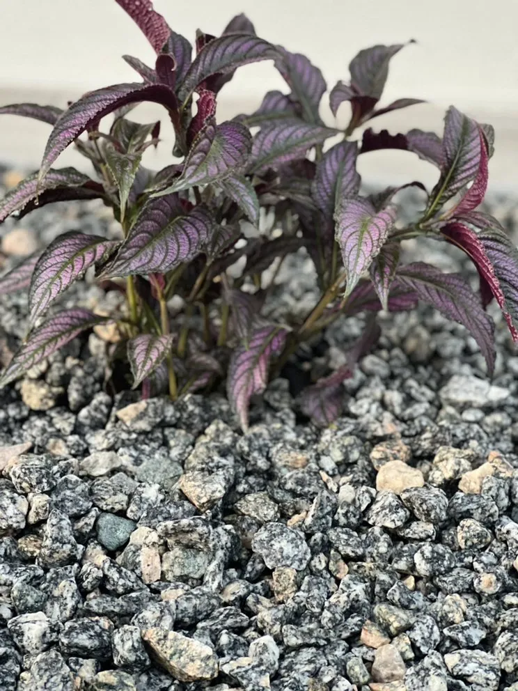 Top-rated landscape design for homes in Port Richey, FL by JDM Landscaping