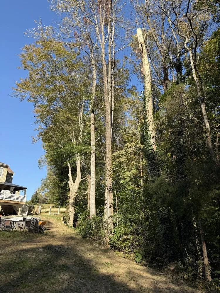 Reliable lawn care service for outdoor upgrades across Prince Frederick, MD - JD's Landscaping & Junk Trash Removal