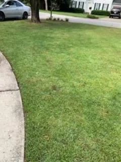 Top-rated landscape design for year-round maintenance in Columbia, SC by JDS Landscaping Plus