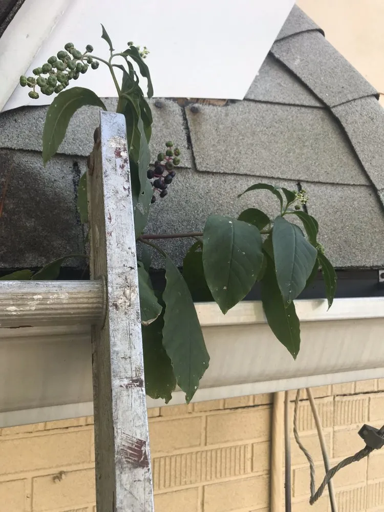 Reliable yard maintenance experts serving Pennsauken Township, NJ - JD's Lawn & Gutters