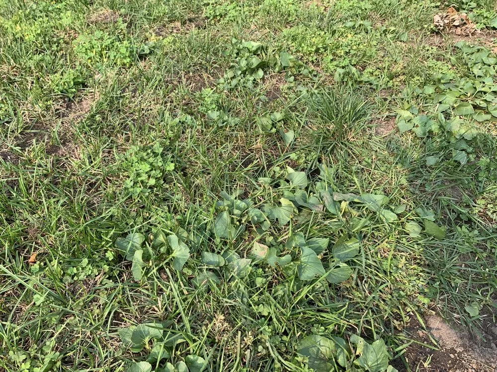 Professional yard maintenance for homes across Minneapolis, MN - JDs Lawn Service and Home Improvement