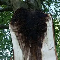 Professional lawn care service in Niles, MI by JD's Tree And More