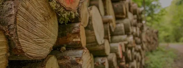 JD's Tree And More Logo