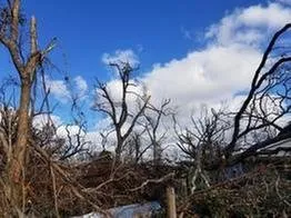 Custom outdoor landscaping for year-round maintenance in Dover, FL by JD's Tree Service & Landscaping