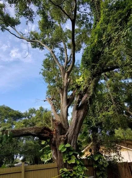 Custom landscaping services near you across Dover, FL - JD's Tree Service & Landscaping