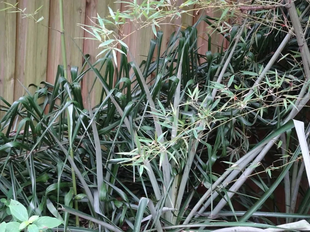 Custom landscape design in Dover, FL by JD's Tree Service & Landscaping