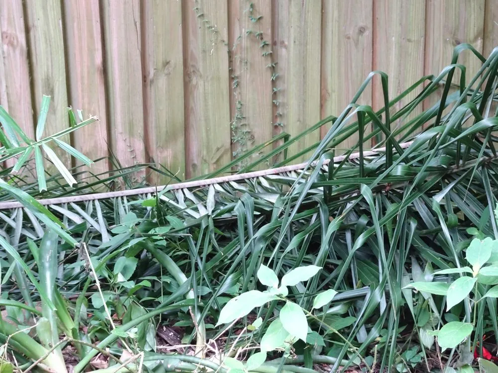 Trusted landscaping services for year-round maintenance across Dover, FL - JD's Tree Service & Landscaping