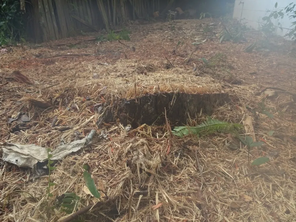 Expert landscaping services experts serving Dover, FL - JD's Tree Service & Landscaping