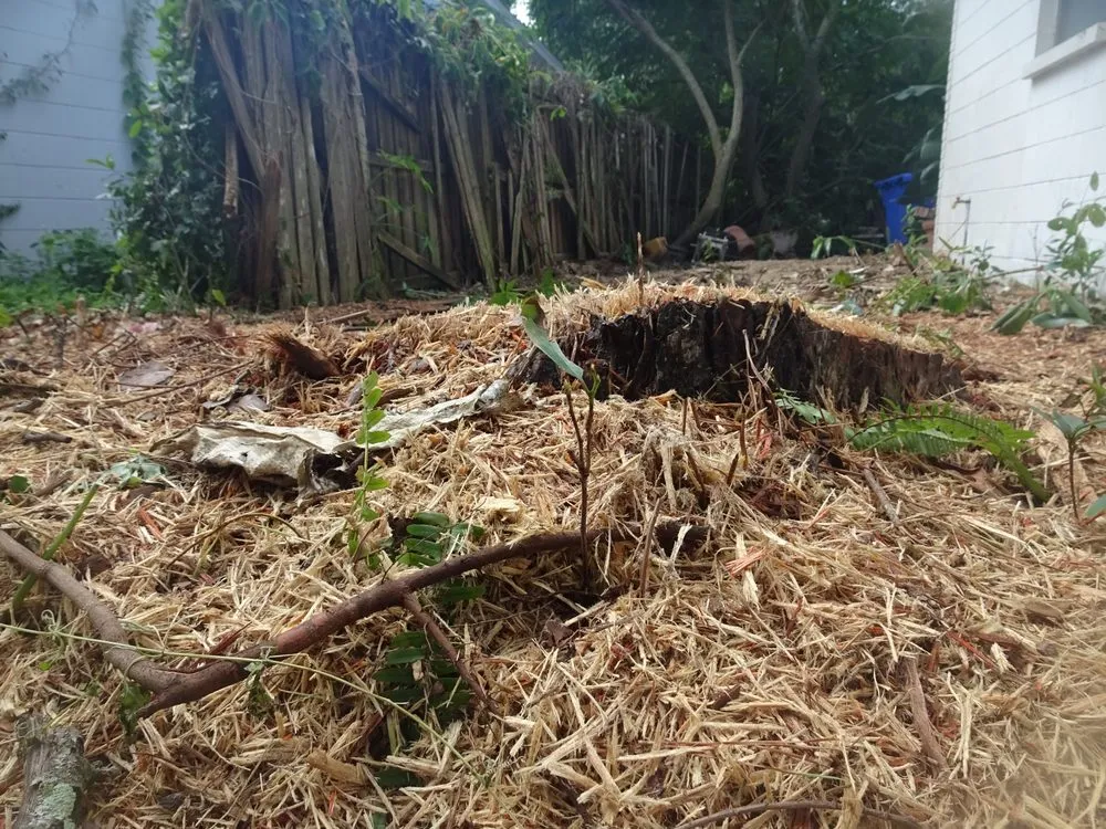 Local yard cleanup service in Dover, FL - JD's Tree Service & Landscaping