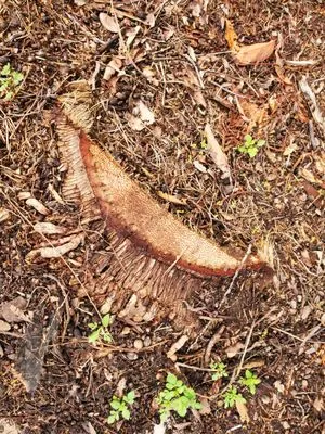 JD's Tree Service & Landscaping