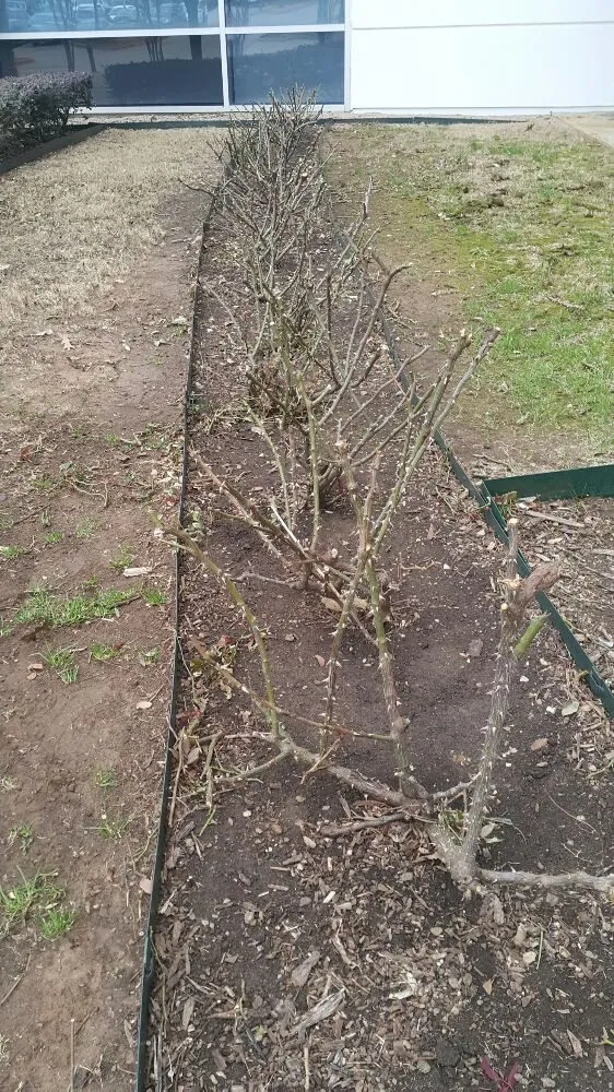 Local garden landscaping in Dallas, TX - J&E Landscaping