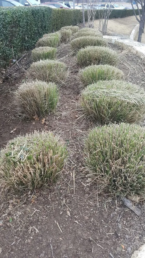 Affordable lawn mowing service in Dallas, TX by J&E Landscaping