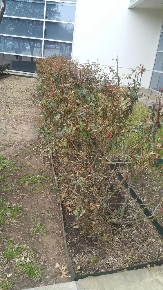 Trusted residential landscaping for homes across Dallas, TX - J&E Landscaping