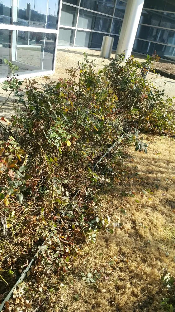 Reliable lawn care service in Dallas, TX by J&E Landscaping