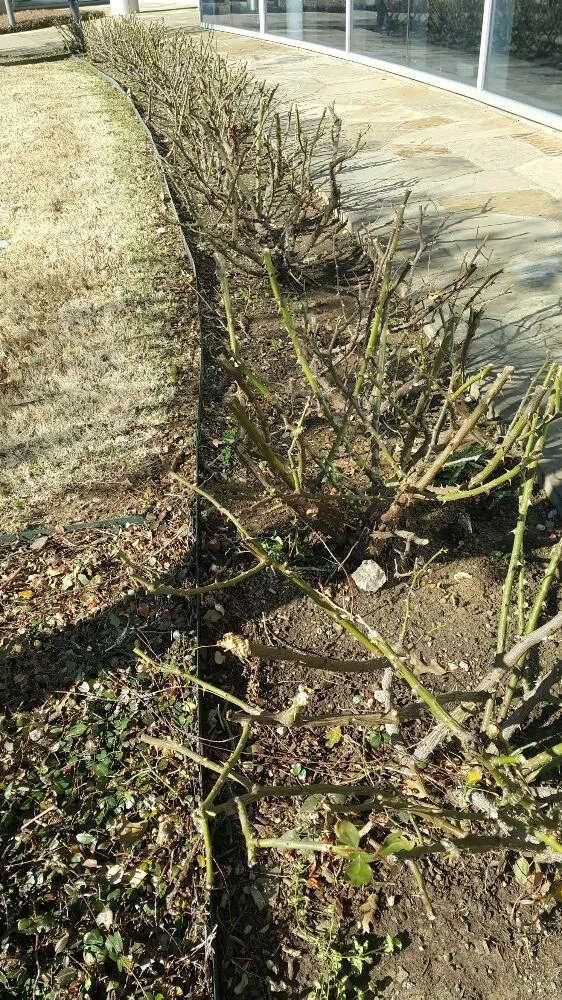 Professional outdoor landscaping experts serving Dallas, TX - J&E Landscaping