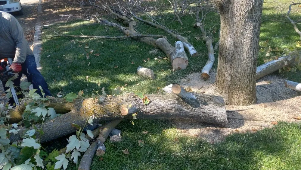 Professional yard maintenance for beautiful yards across Walnut Creek, CA - JE Landscaping, Tree Service and Hauling