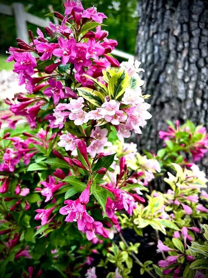 Local garden landscaping for outdoor upgrades in Imperial, MO by JE Lawn