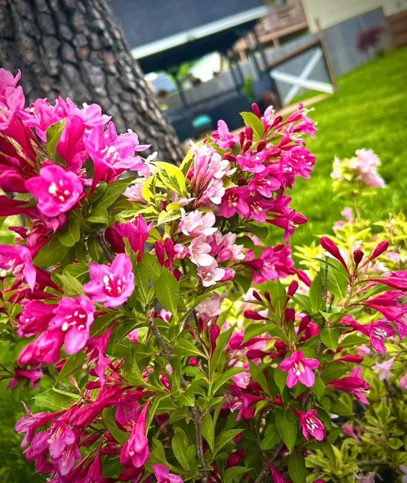 Custom landscape design for beautiful yards in Imperial, MO by JE Lawn