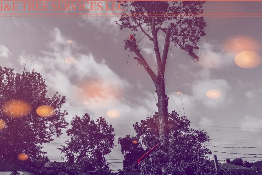 Local lawn care service in Oklahoma city, OK by J&E Lawn Landscaping