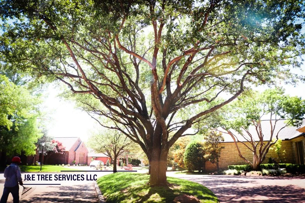 Affordable yard maintenance in Oklahoma city, OK - J&E Lawn Landscaping