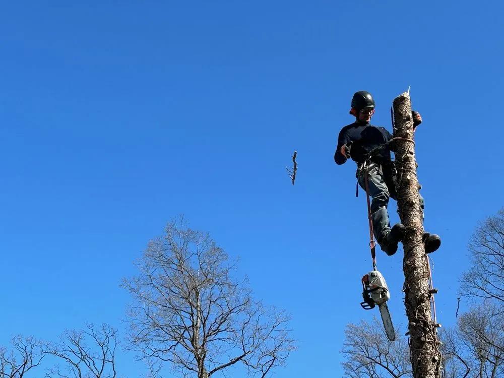 Affordable yard cleanup service experts serving Temple, PA - J.E. Potteiger Tree Service