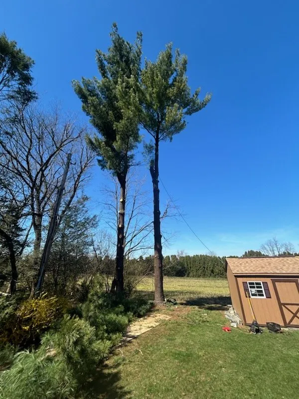 Affordable yard cleanup service for residential properties across Temple, PA - J.E. Potteiger Tree Service