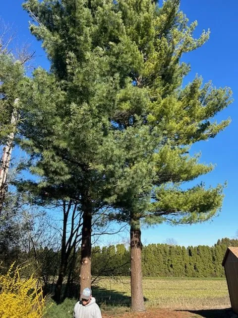 Trusted landscape installation for residential properties in Temple, PA by J.E. Potteiger Tree Service