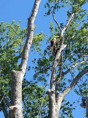 JE Tree & Landcaping Service