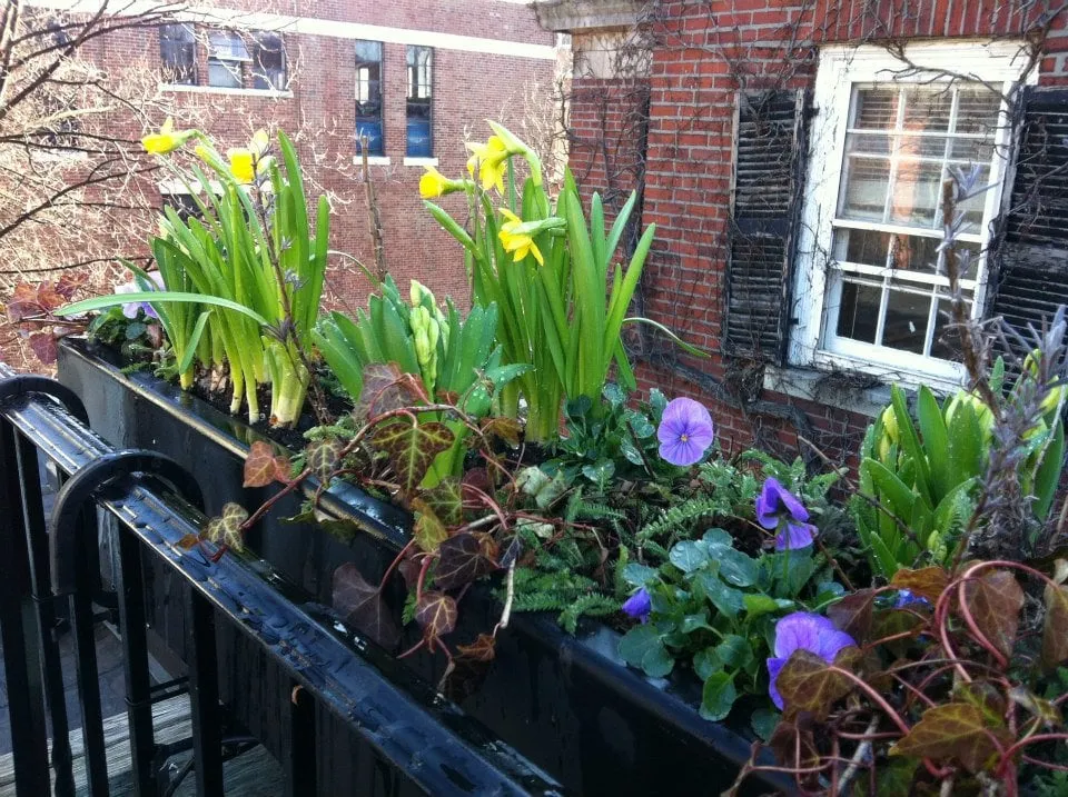 Reliable yard maintenance in Chelsea, MA by Jean Brooks Landscapes