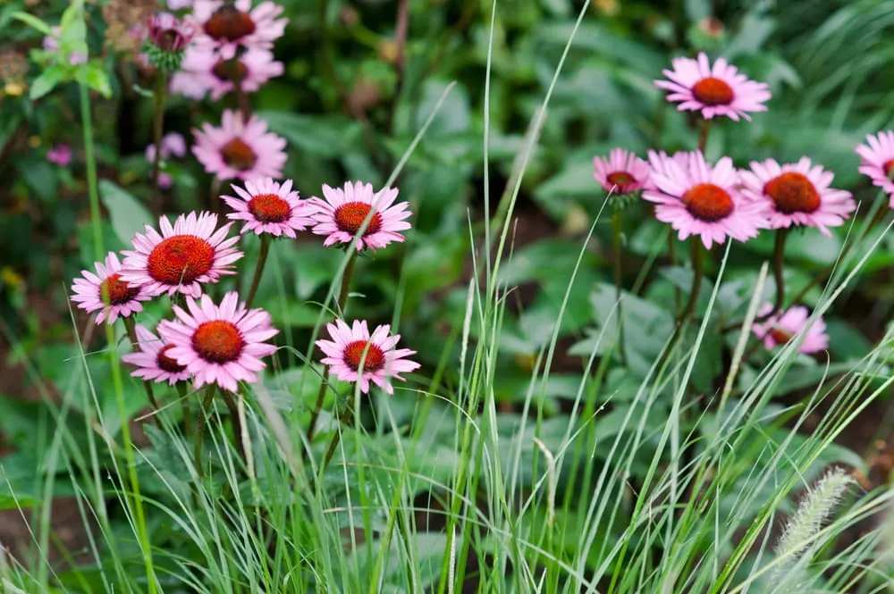Top-rated residential landscaping in Chelsea, MA by Jean Brooks Landscapes