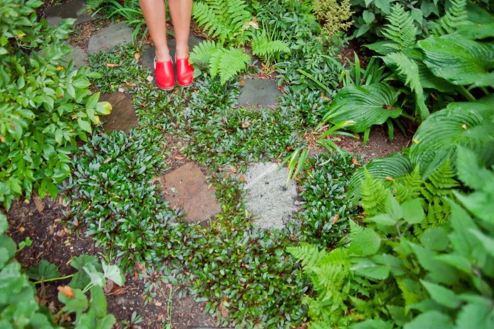 Custom landscape design for beautiful yards across Chelsea, MA - Jean Brooks Landscapes