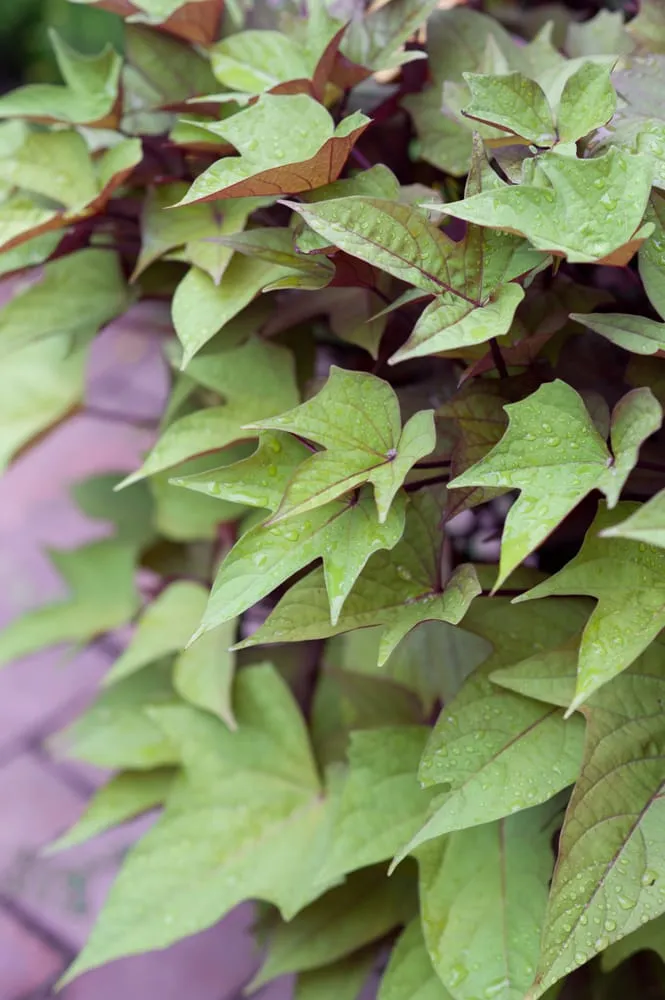 Reliable lawn care service for homes in Chelsea, MA by Jean Brooks Landscapes