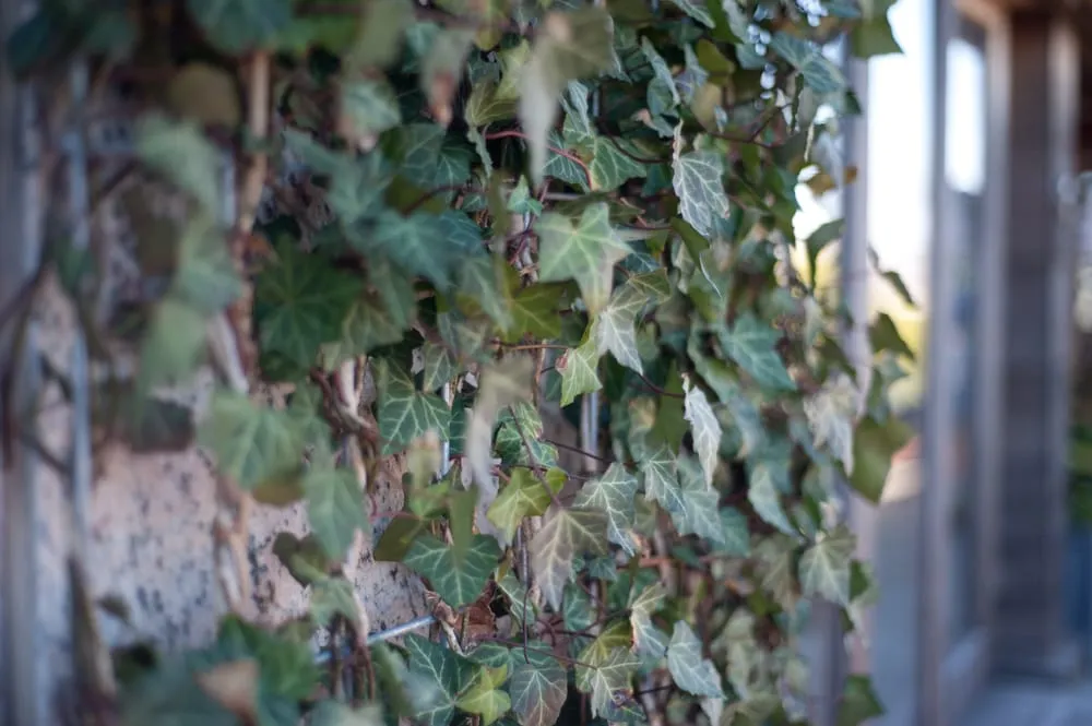 Custom lawn care service for residential properties in Chelsea, MA by Jean Brooks Landscapes