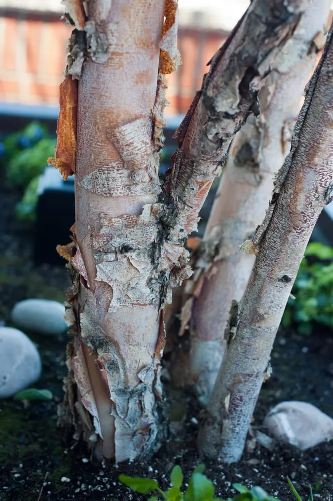 Professional lawn care service in Chelsea, MA by Jean Brooks Landscapes