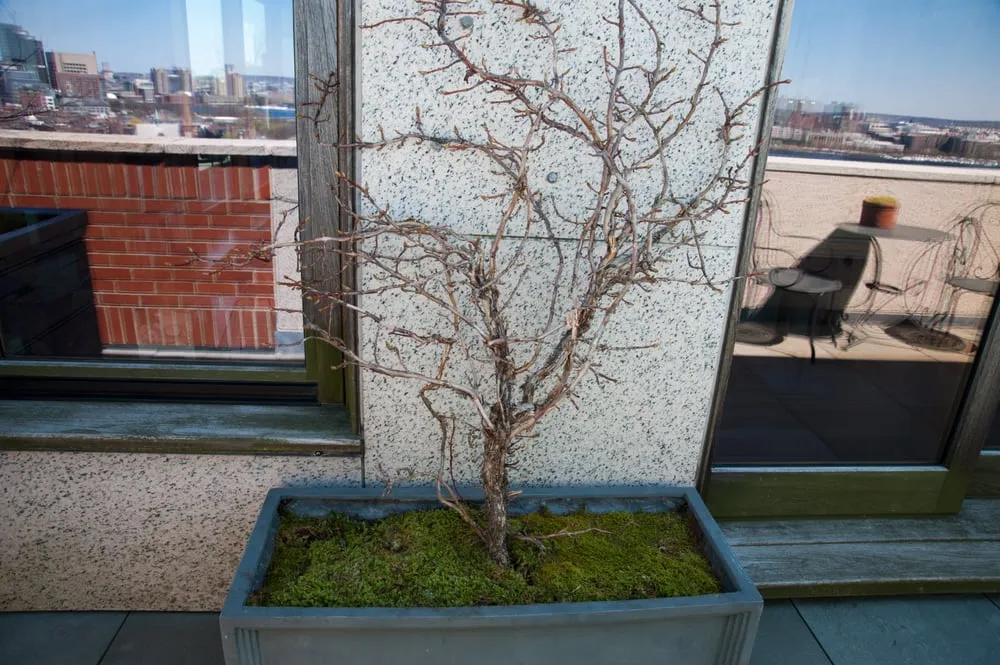 Custom yard cleanup service for outdoor upgrades across Chelsea, MA - Jean Brooks Landscapes