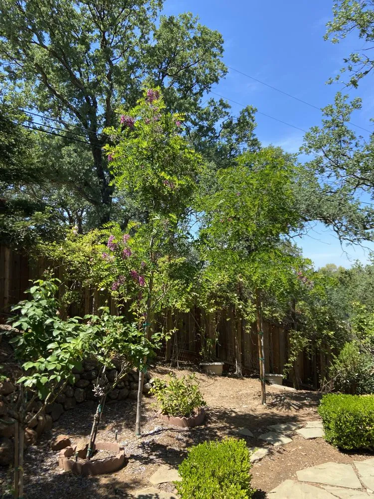 Trusted lawn care service in Concord, CA - Jean Fogg Landscape