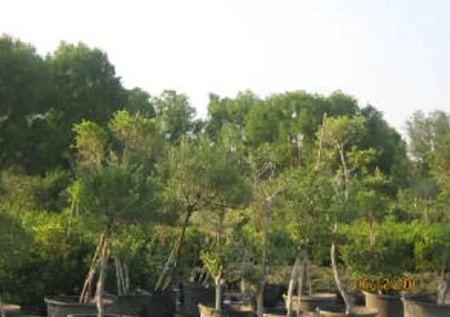 Trusted outdoor landscaping in Seagoville, TX - Jean Landess