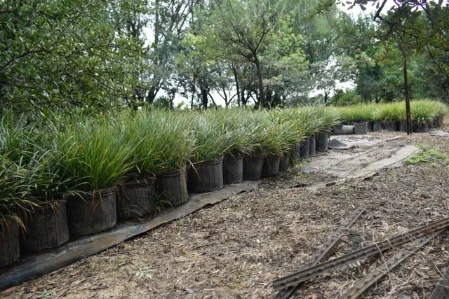 Expert landscape design experts serving Seagoville, TX - Jean Landess