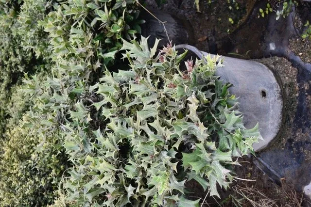 Reliable garden landscaping for year-round maintenance across Seagoville, TX - Jean Landess