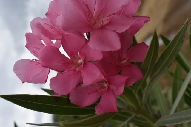 Trusted yard maintenance in Seagoville, TX by Jean Landess